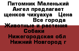 Питомник Маленький Ангел предлагает щенков чихуахуа › Цена ­ 10 000 - Все города Животные и растения » Собаки   . Нижегородская обл.,Нижний Новгород г.